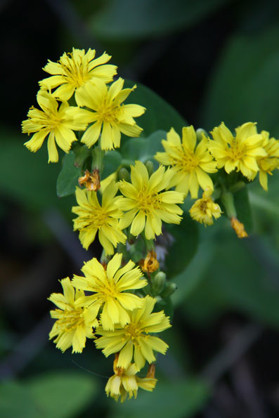 黄色の花