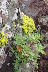 海岸近くの草花たち