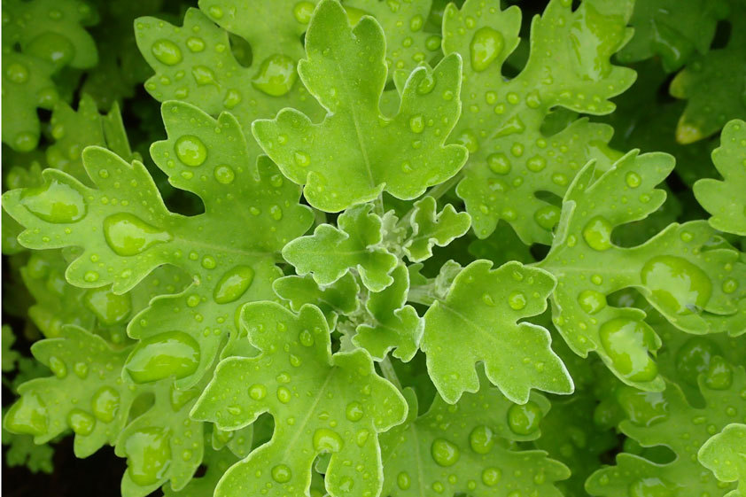 海岸近くの草花たち