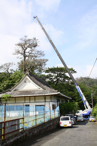 有盛神社被害松伐採作業