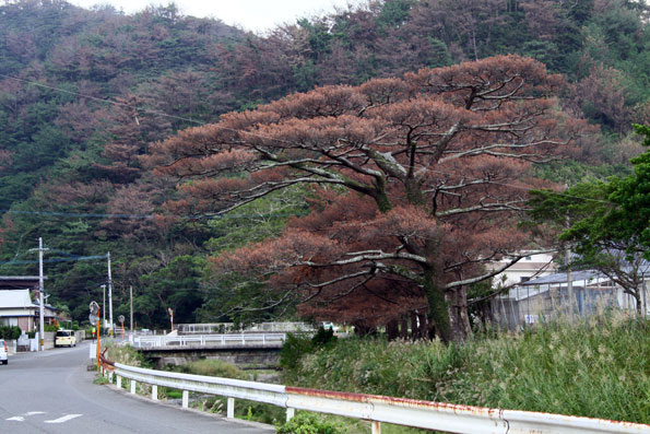 松食い虫被害樹伐採