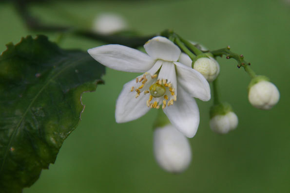 ミカンの花咲いたよ！