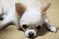 今夜のモモちゃん