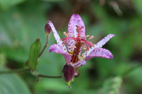 野の花