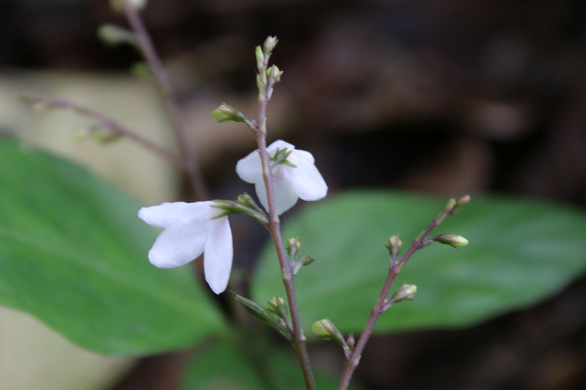 野の花