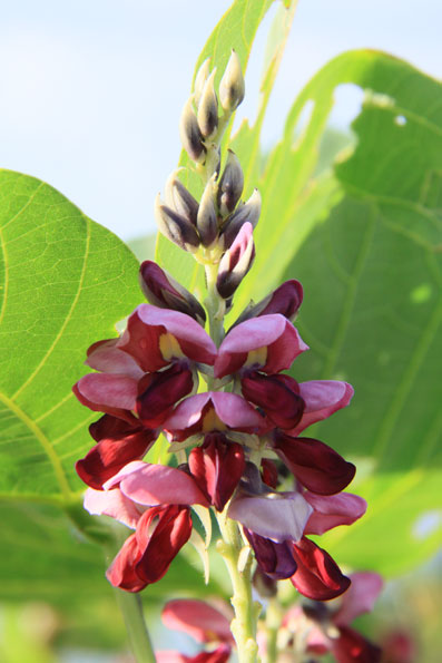 野の花