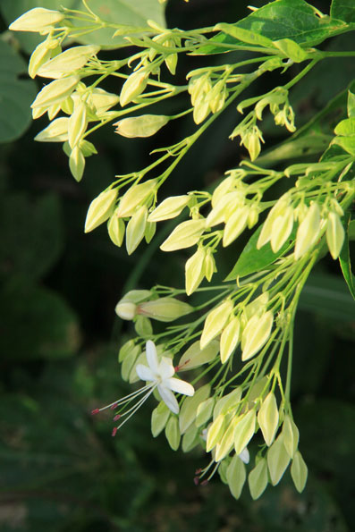野の花