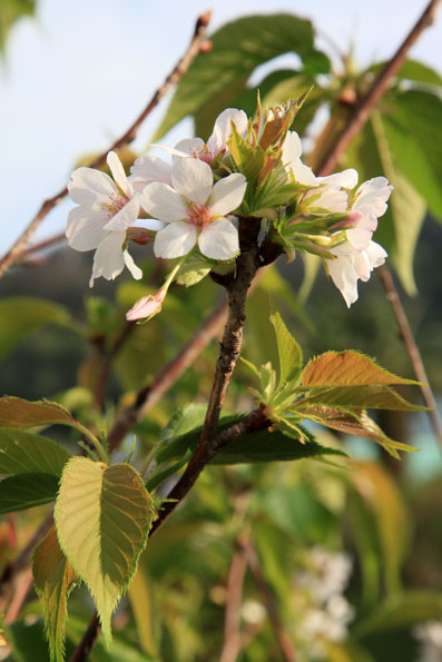 桜