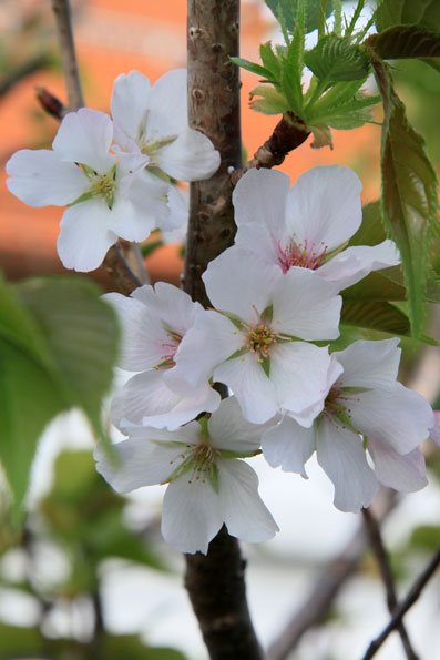 桜