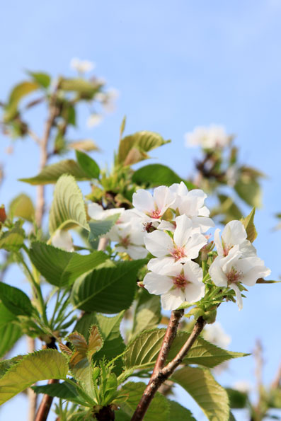 桜