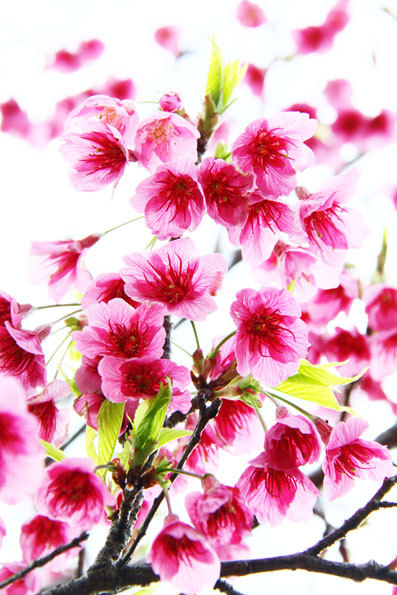 葉桜に