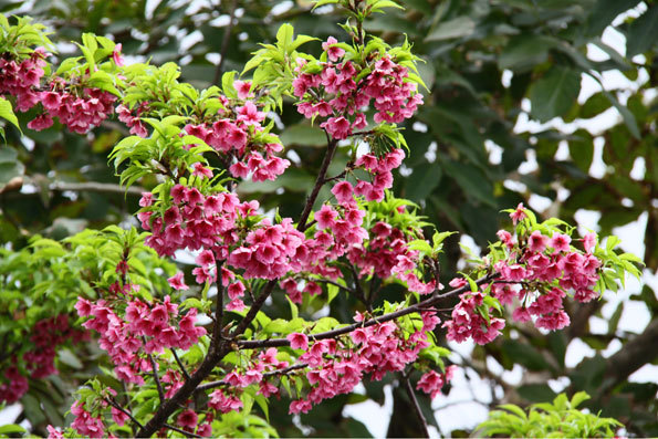 葉桜に