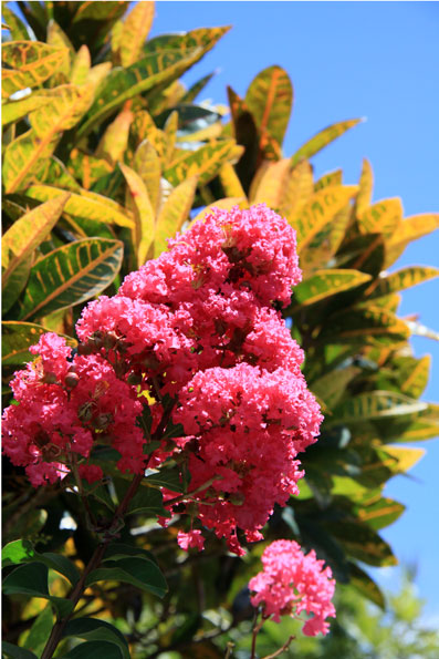 サルスベリの花