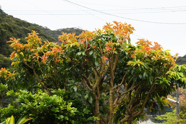 新芽と花の季節