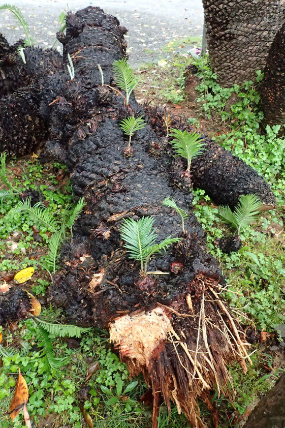 ソテツ折れる