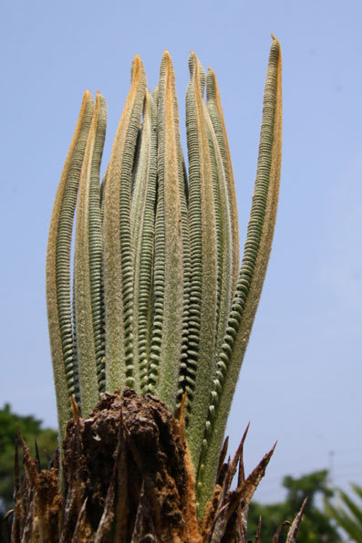 ソテツ新芽