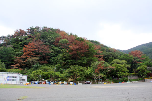 朝日小学校の松の木