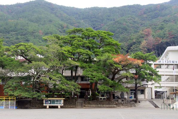 朝日小学校の松の木