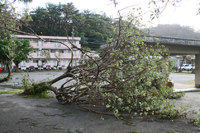台風で倒れた公園の樹木