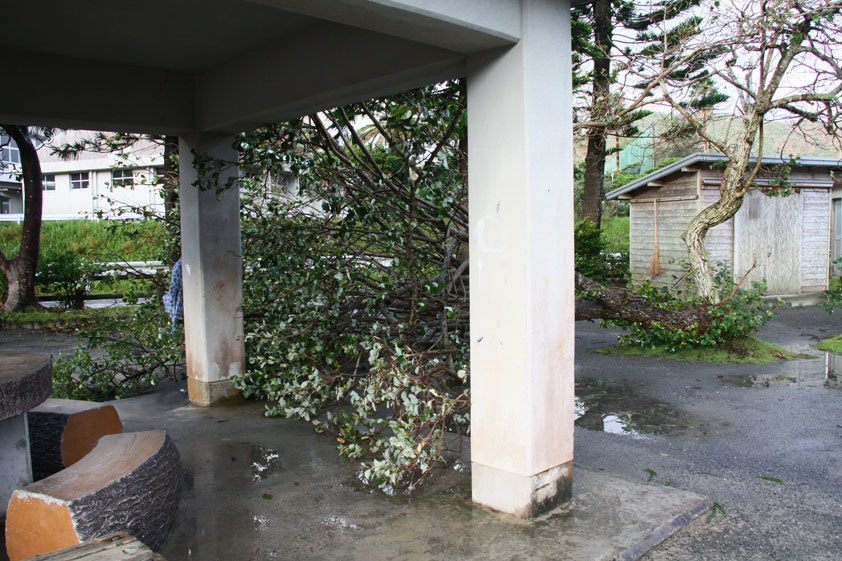 台風で倒れた公園の樹木