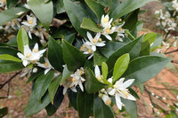 タンカンの花