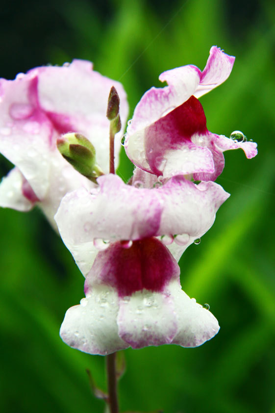 梅雨に咲く花２