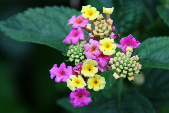 冬の野草達