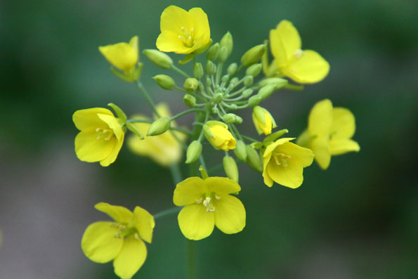 冬の野草達