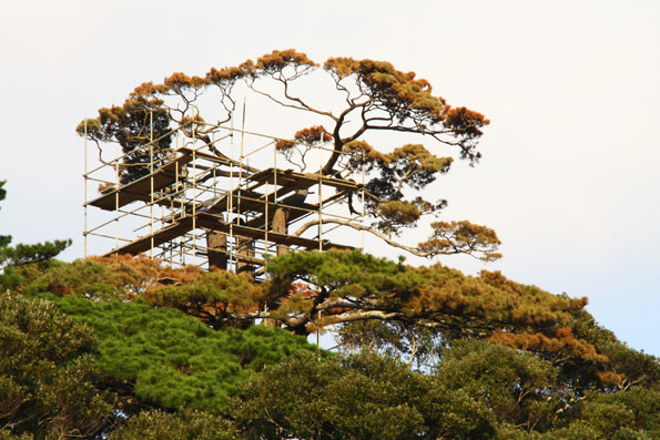 有盛神社推定６００年大松
