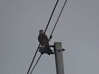 サントリーの愛鳥活動　野鳥の種類