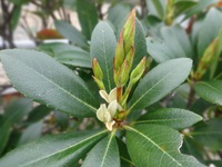 シャリンバイの新芽