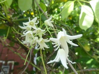 ムべの花　花壇に植えられていました。