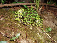 イシカワガエル