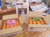 たんかん
