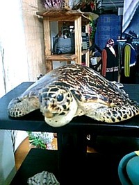 ウミガメさん
