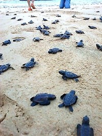 ウミガメ放流第二弾