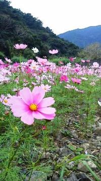 謎のお花畑