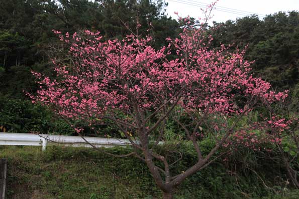 ひかん桜