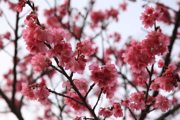 ひかん桜