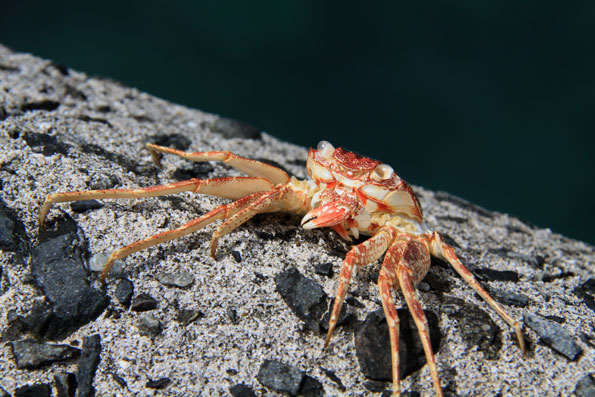 長浜赤灯台