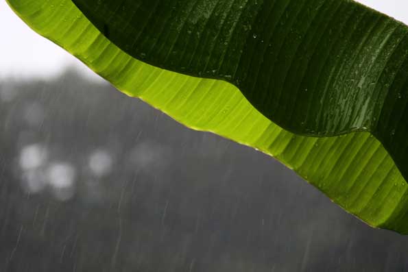 雨