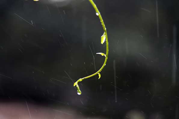 雨