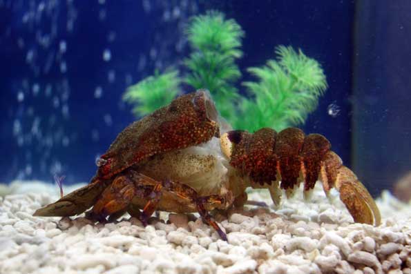 海洋生物2
