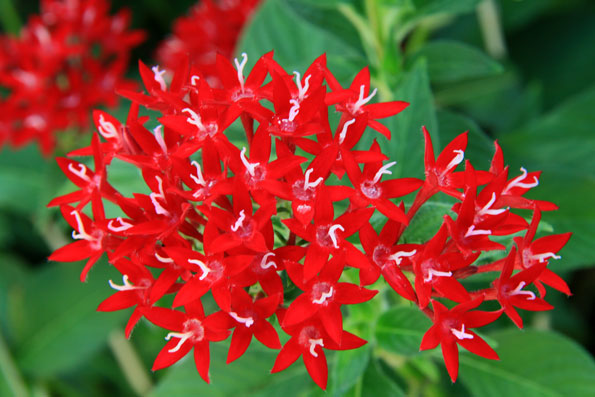 夏に咲く花