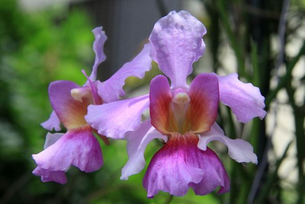 夏に咲く花