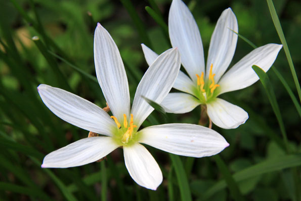 夏に咲く花