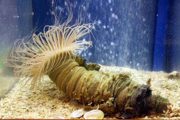 海洋生物2