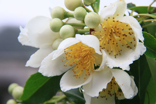 イジュの花