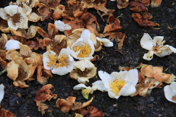 イジュの花