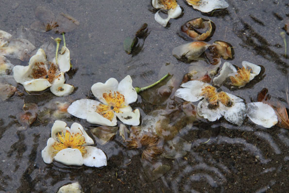 イジュの花
